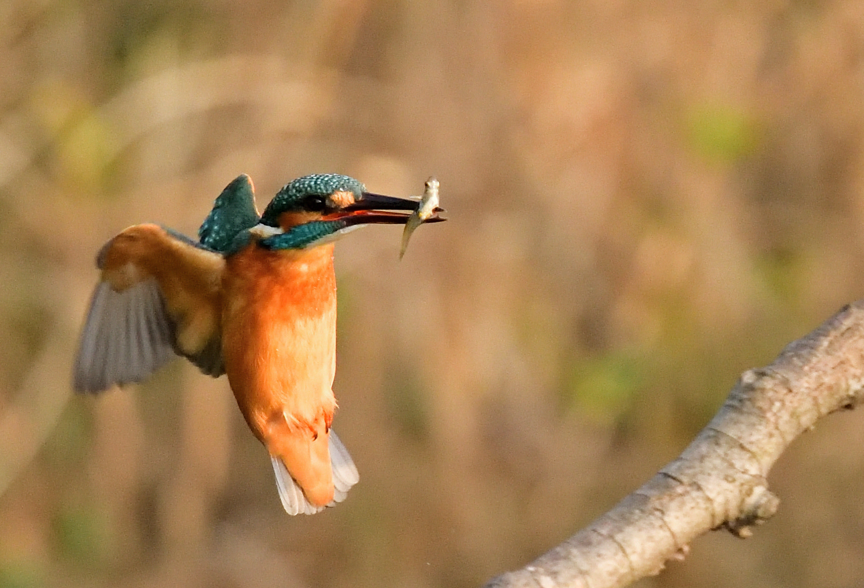 Nikon Nikkor AF-S 300mm F4E PF ED VR sample photo. Kingfisher 翡翠 photography