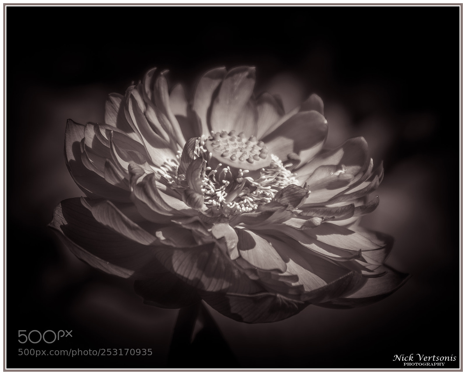 Nikon D7200 sample photo. B&w lotus photography