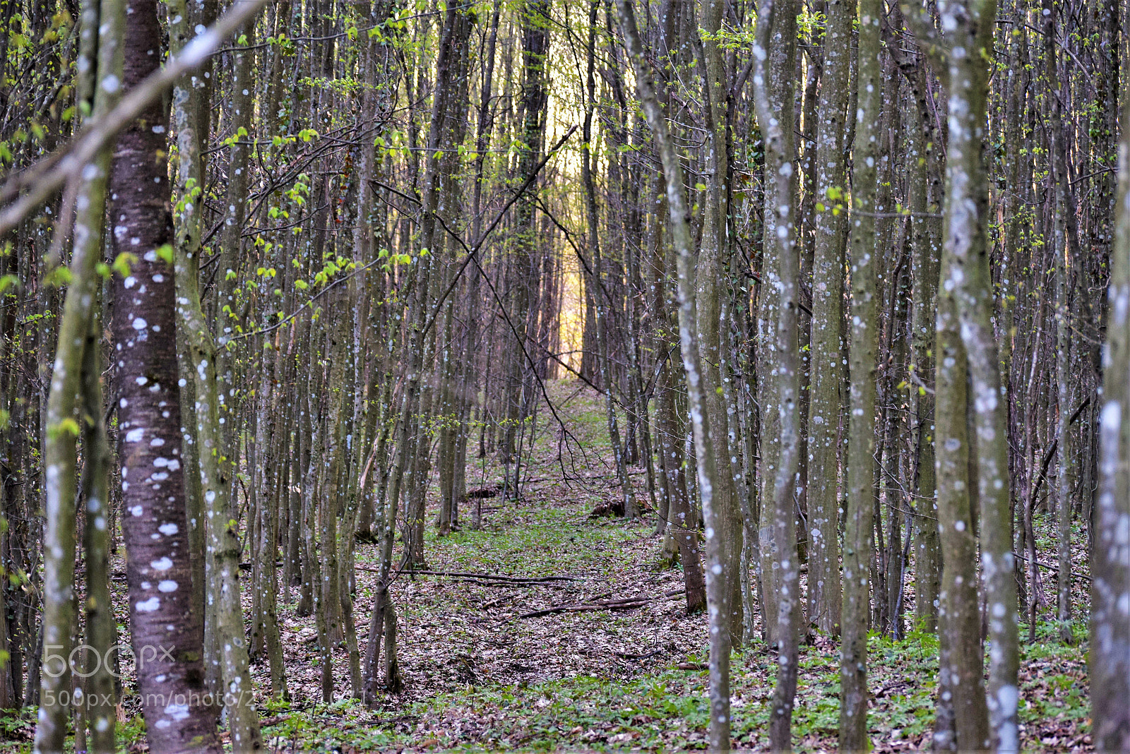 Nikon D3300 sample photo. Forest passage photography