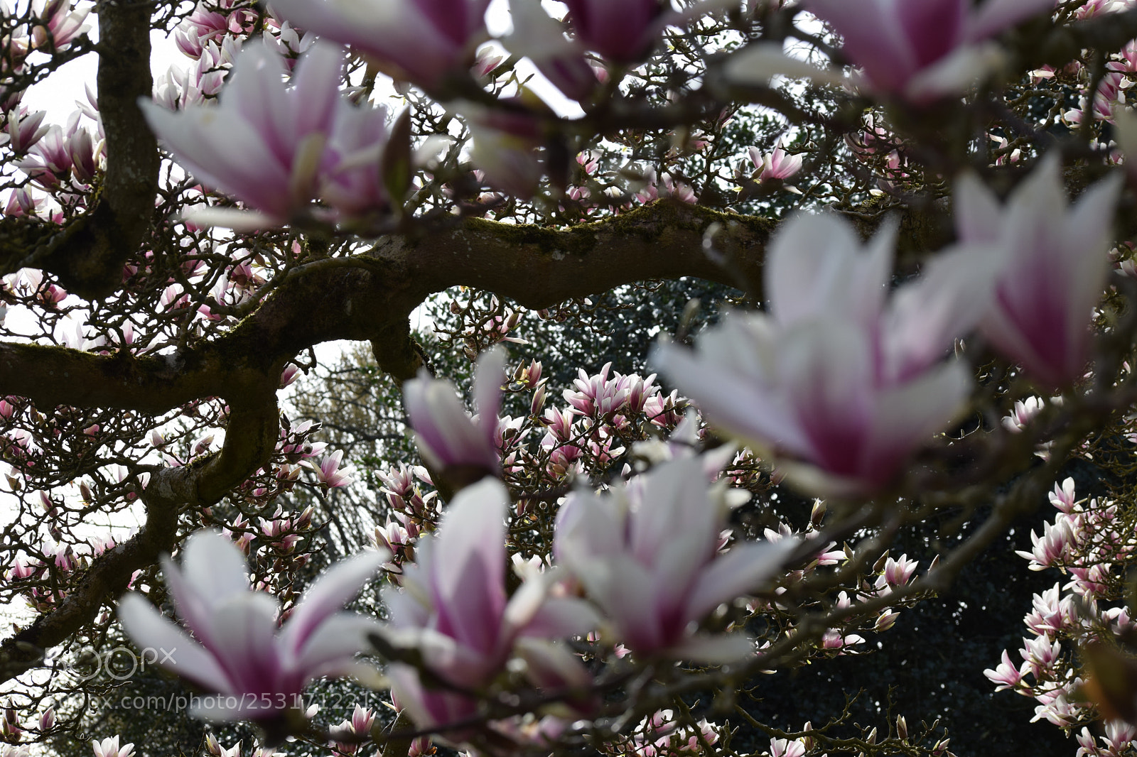 Nikon D3300 sample photo. Fleurs photography