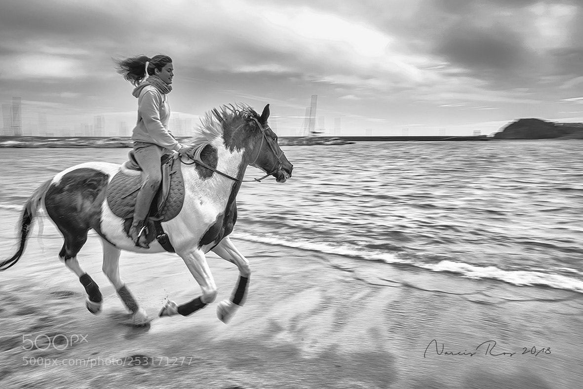 Nikon D610 sample photo. Galloping by the sea photography
