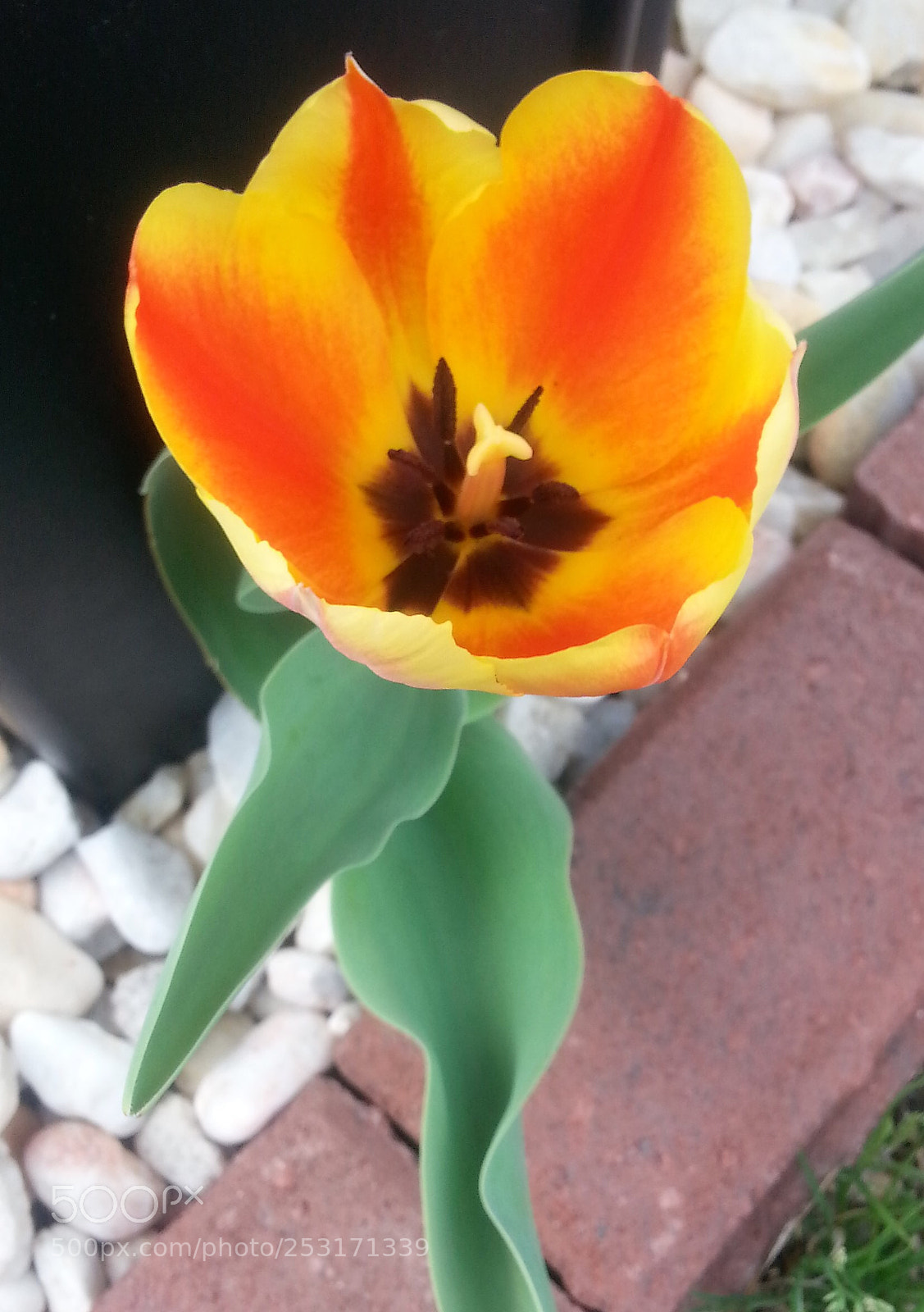 Samsung Galaxy S3 sample photo. Beautiful flower of fire photography
