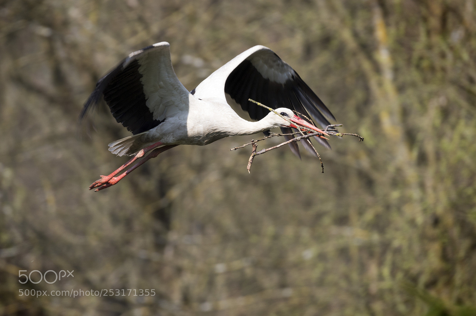 Canon EOS 7D Mark II sample photo. Nest building photography