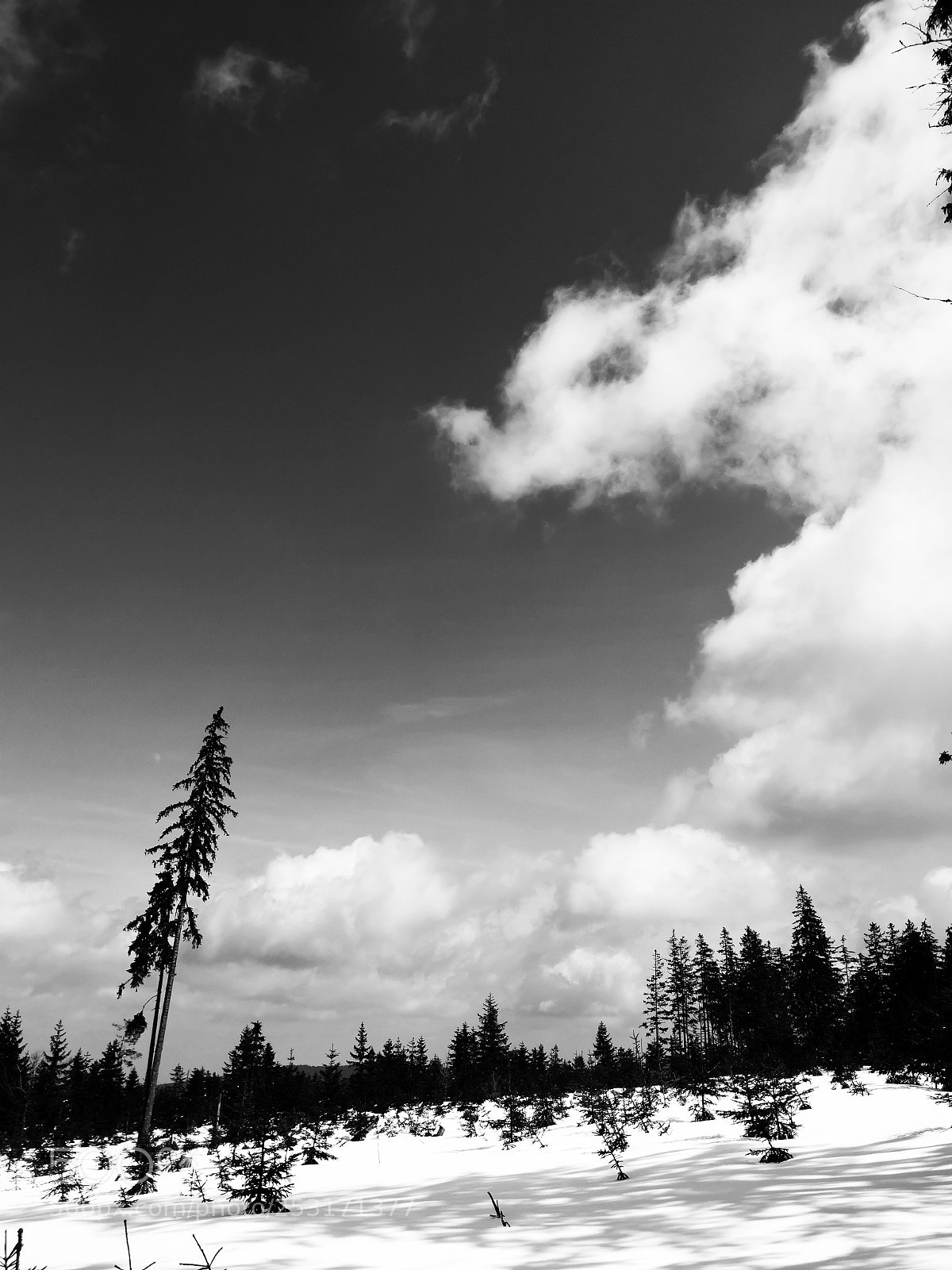 HUAWEI P20 sample photo. Šumava photography