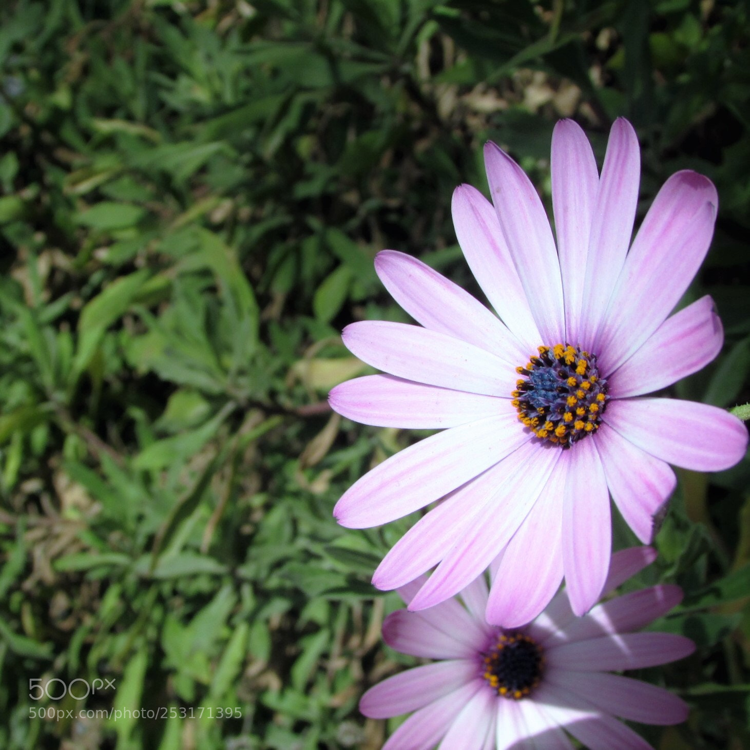 Canon PowerShot SX400 IS sample photo. Purple haze photography
