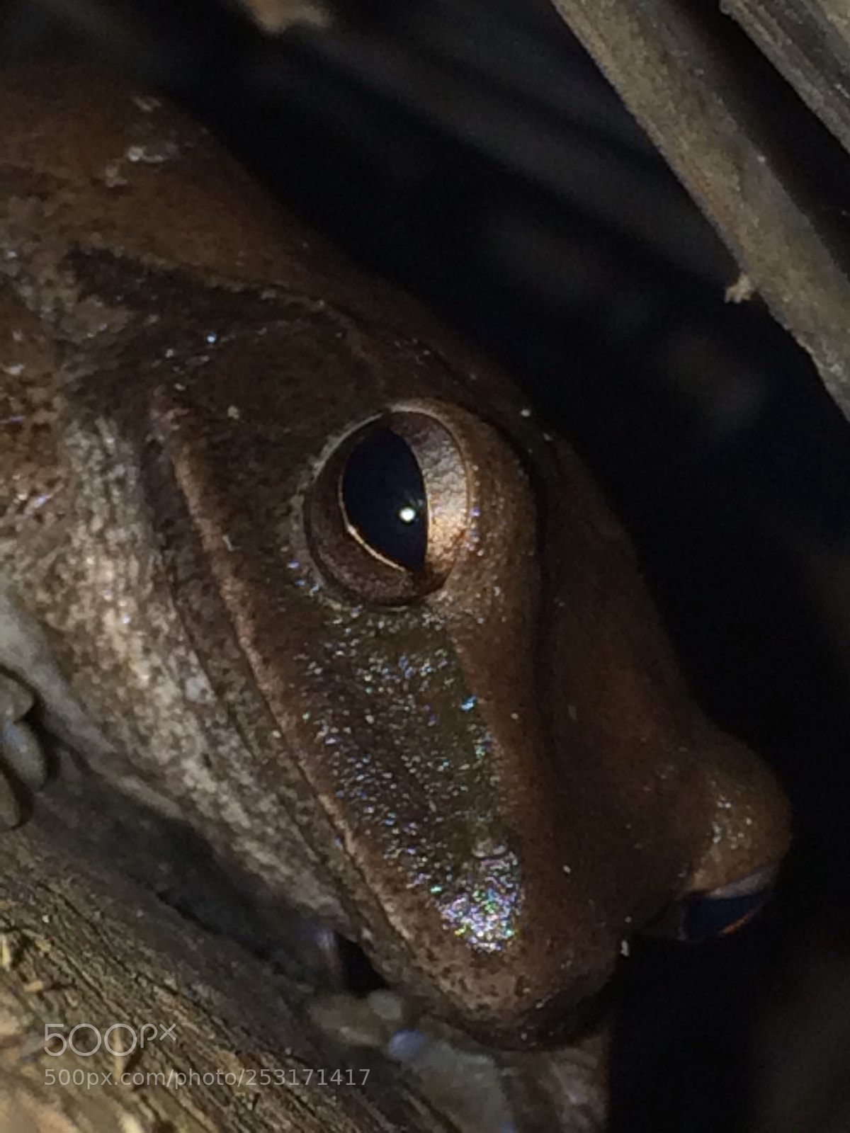 Apple iPhone 5s sample photo. Sad frog photography