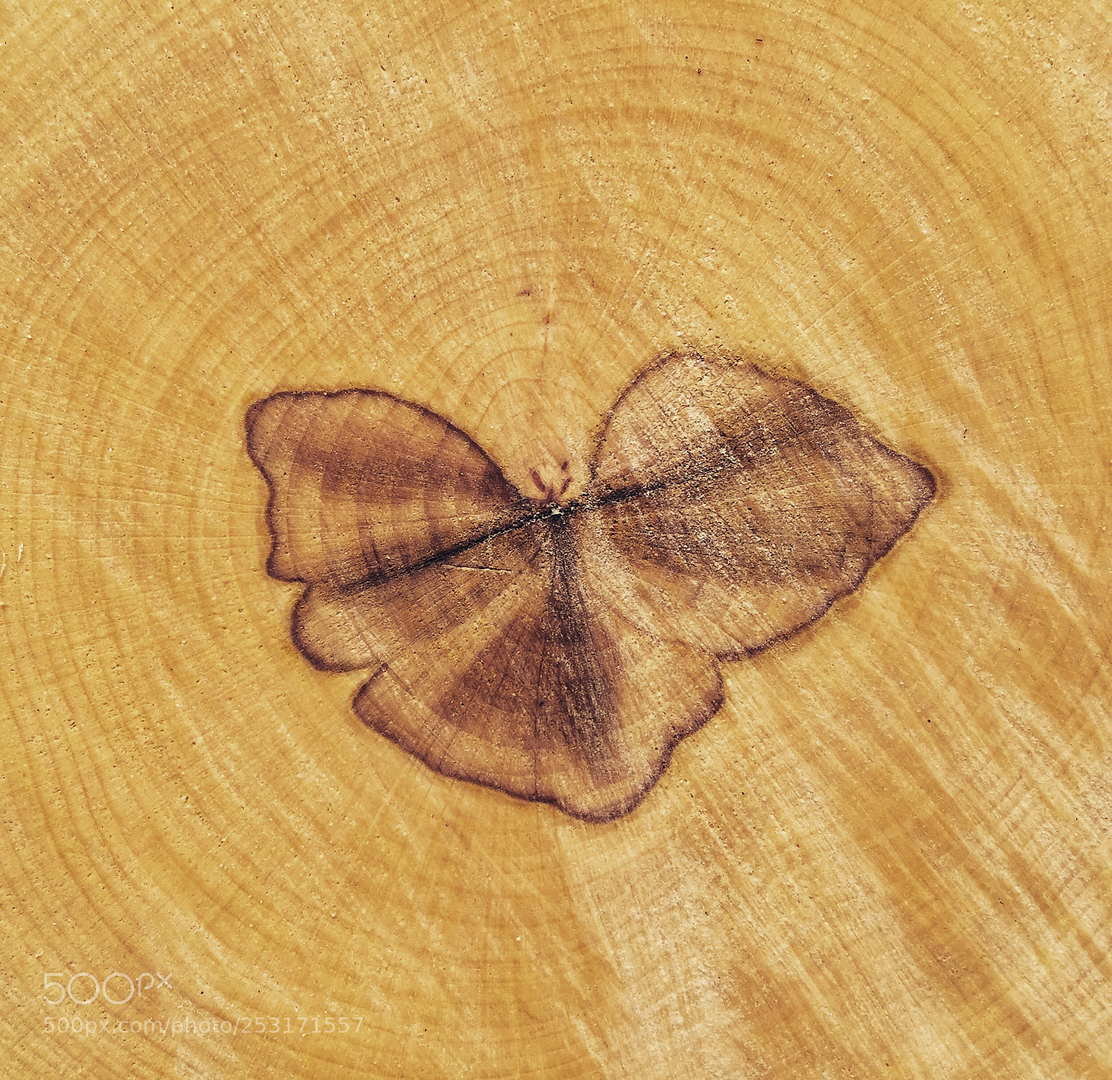 Apple iPhone 6 Plus sample photo. Tree year circles  photography