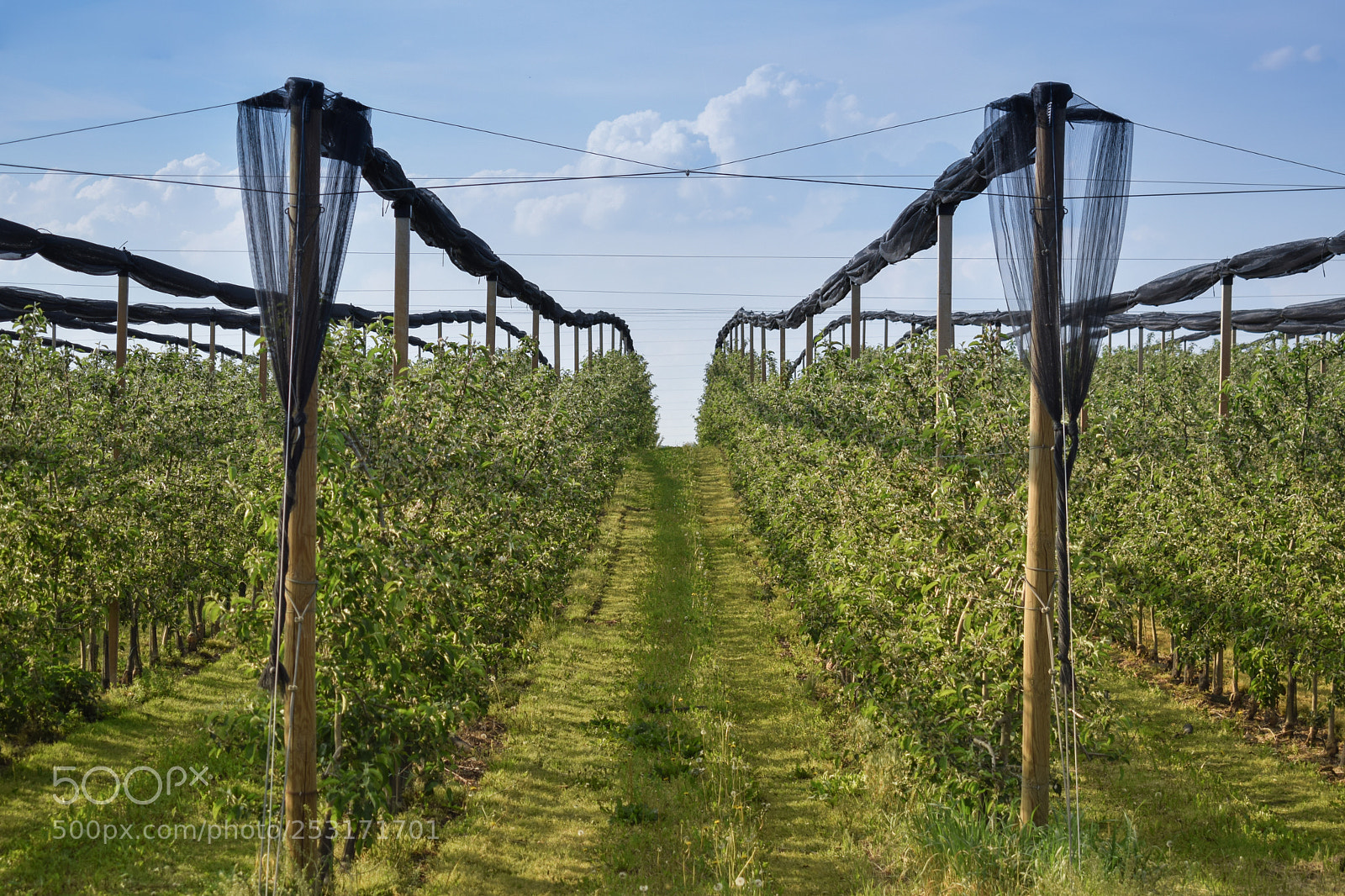 Nikon D3300 sample photo. Organic orchard protected photography