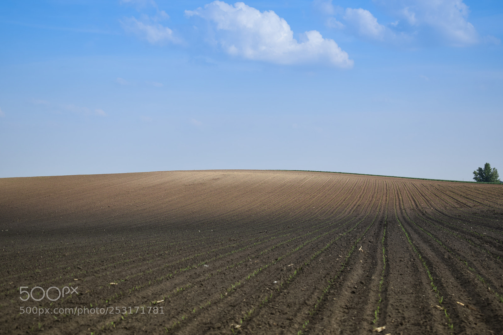 Nikon D3300 sample photo. Young wheat field on photography