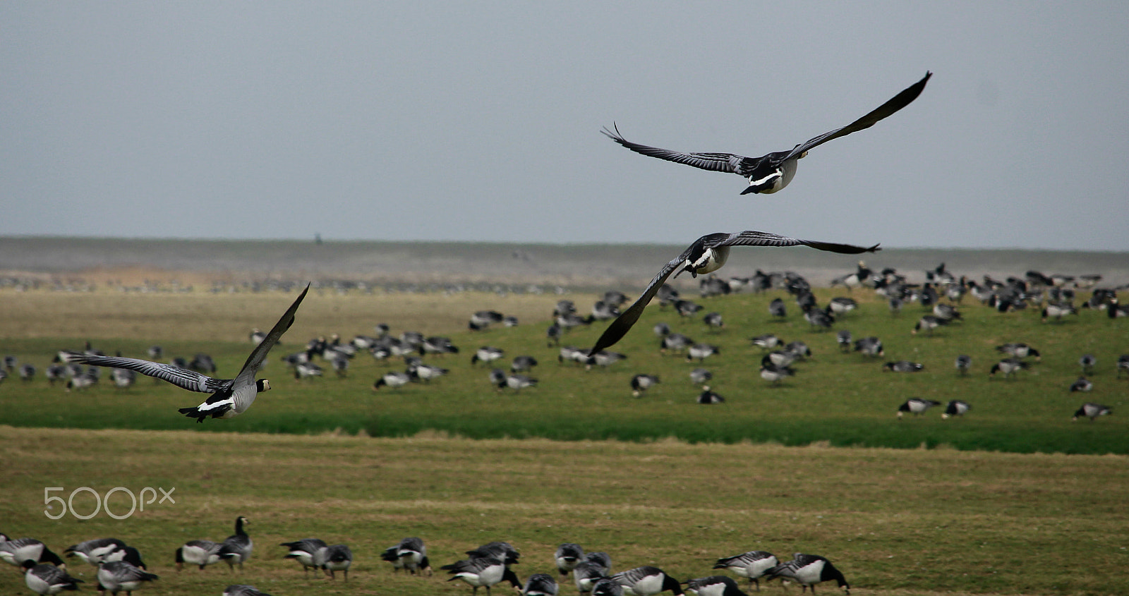 Canon EF-S 55-250mm F4-5.6 IS STM sample photo. Goose photography