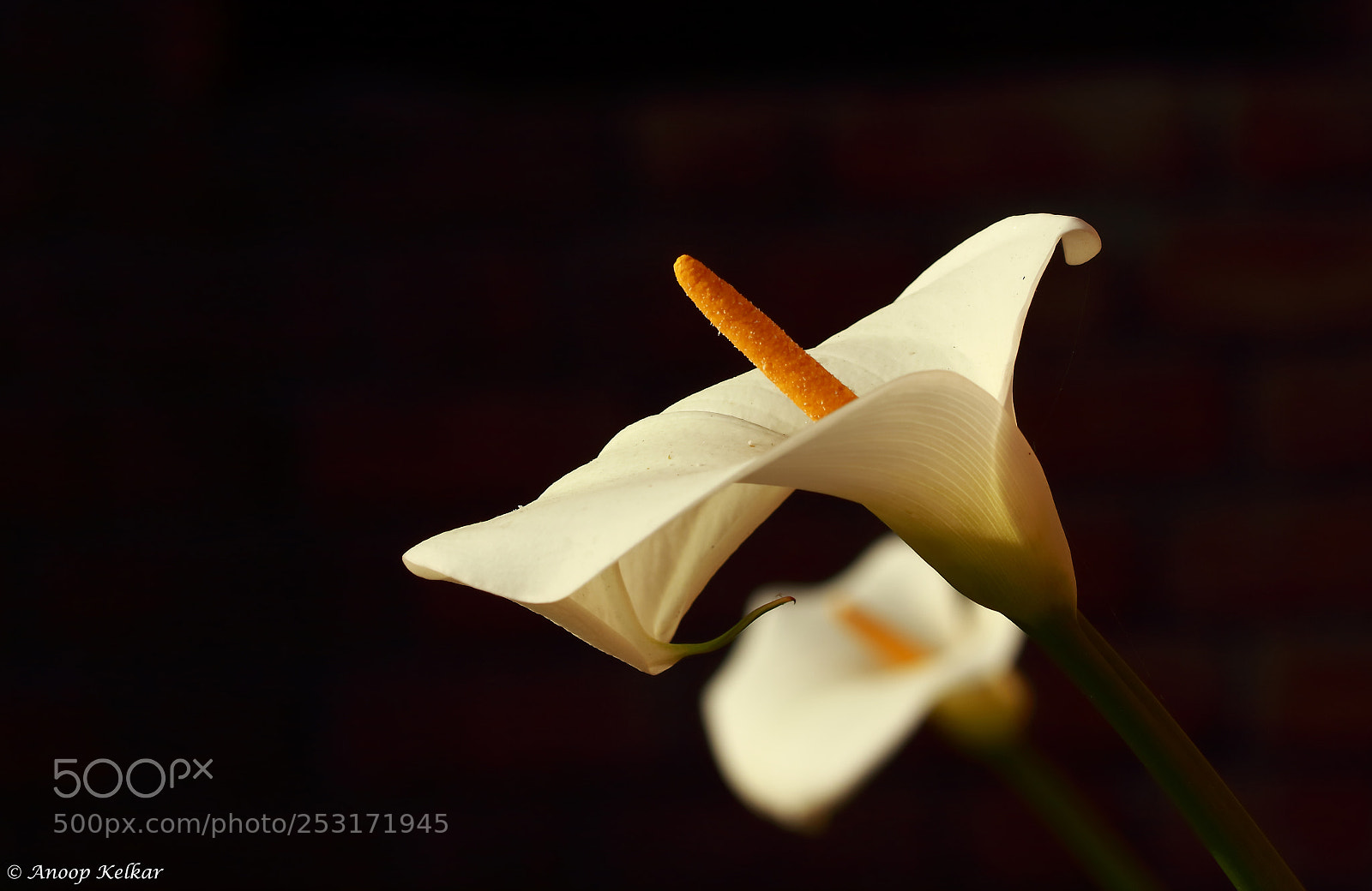 Canon EOS 700D (EOS Rebel T5i / EOS Kiss X7i) sample photo. White  purity & faith photography
