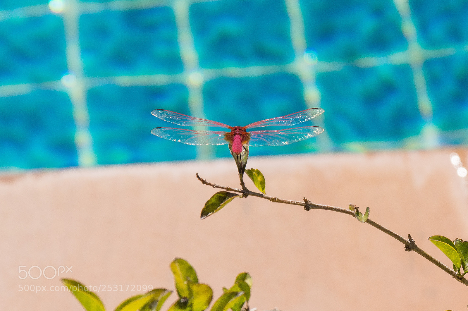 Nikon D5200 sample photo. Dragonfly series- thailand 2018 photography