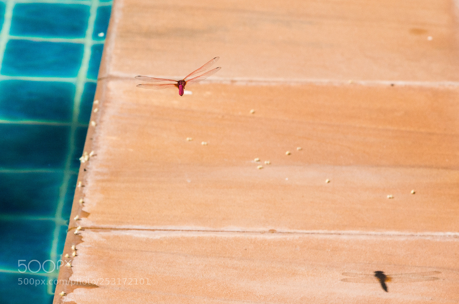 Nikon D5200 sample photo. Dragonfly series- thailand 2018 photography