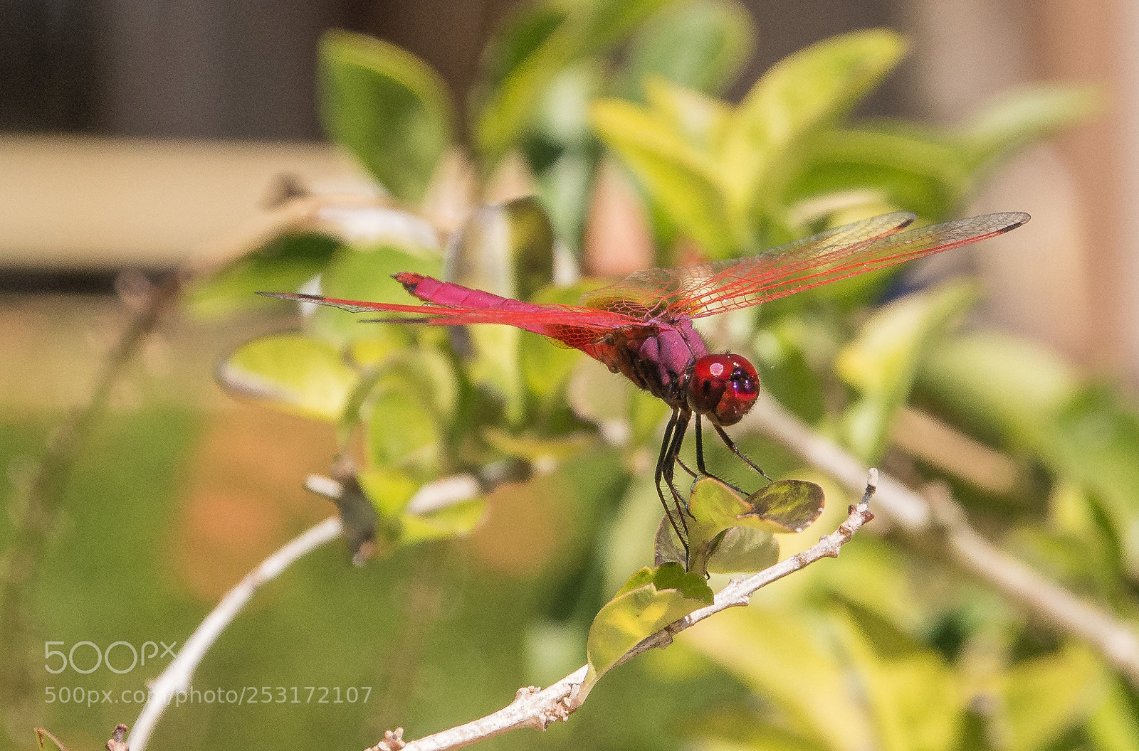 Nikon D5200 sample photo. Dragonfly series- thailand 2018 photography