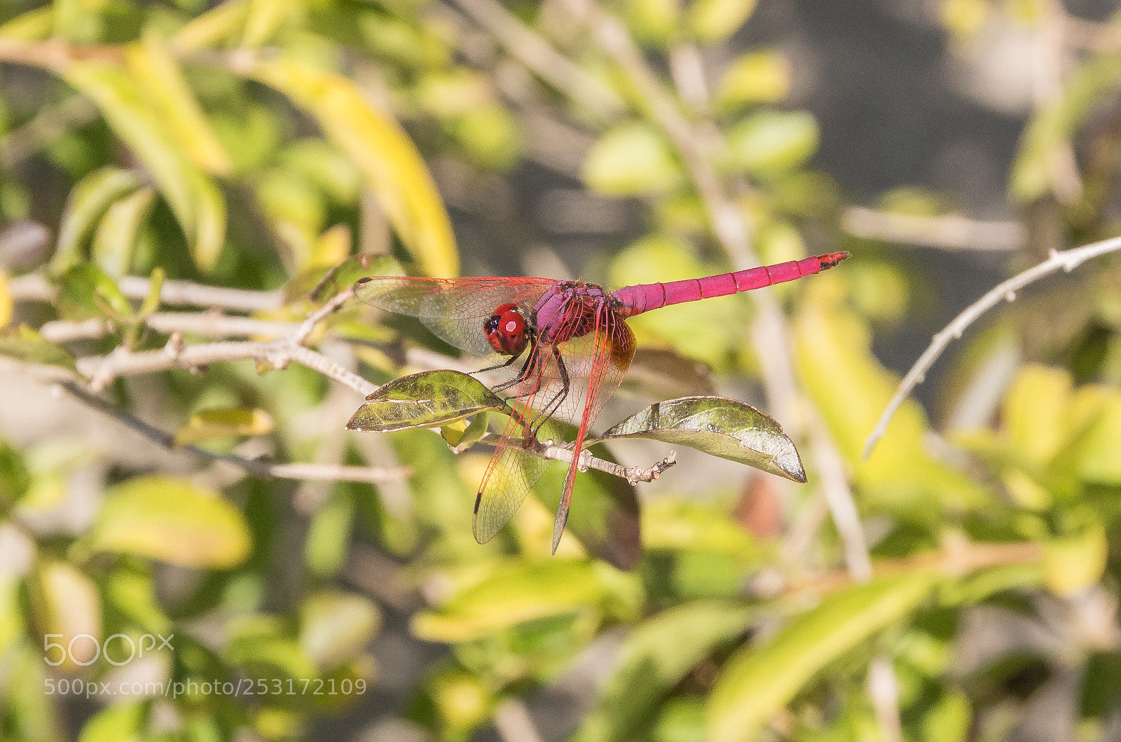 Nikon D5200 sample photo. Dragonfly series- thailand 2018 photography