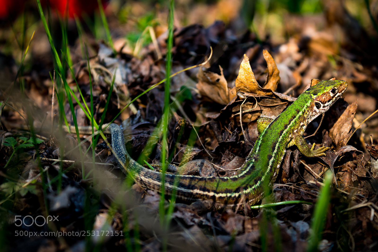 Canon EOS 700D (EOS Rebel T5i / EOS Kiss X7i) sample photo. Lizard photography