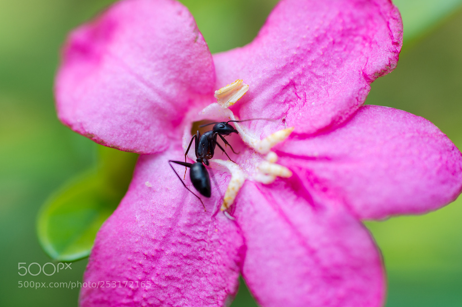 Nikon D7200 sample photo. Pink flower photography
