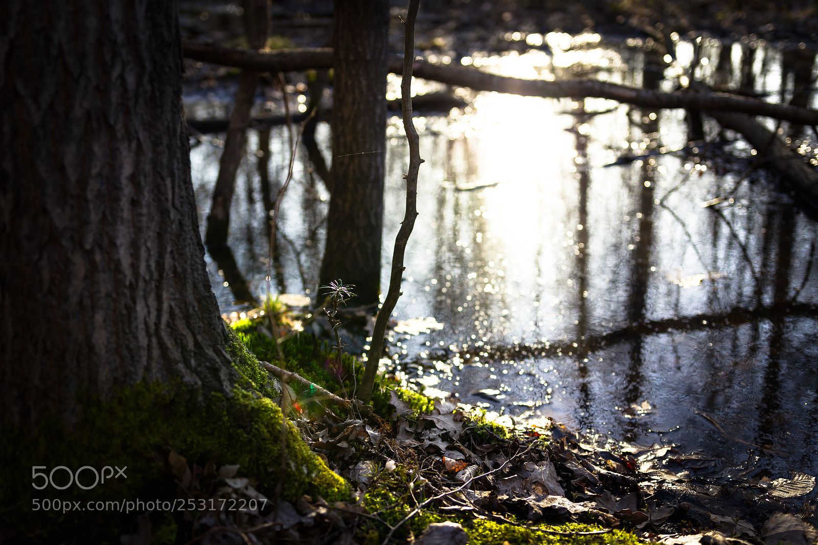 Canon EOS 60D sample photo. Rezerwat wiączyn #4 photography