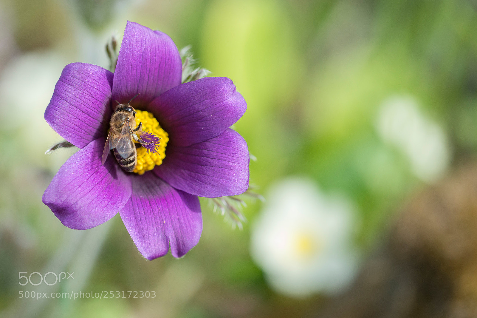 Nikon D800 sample photo. Buzzy bee on pulsatilla photography