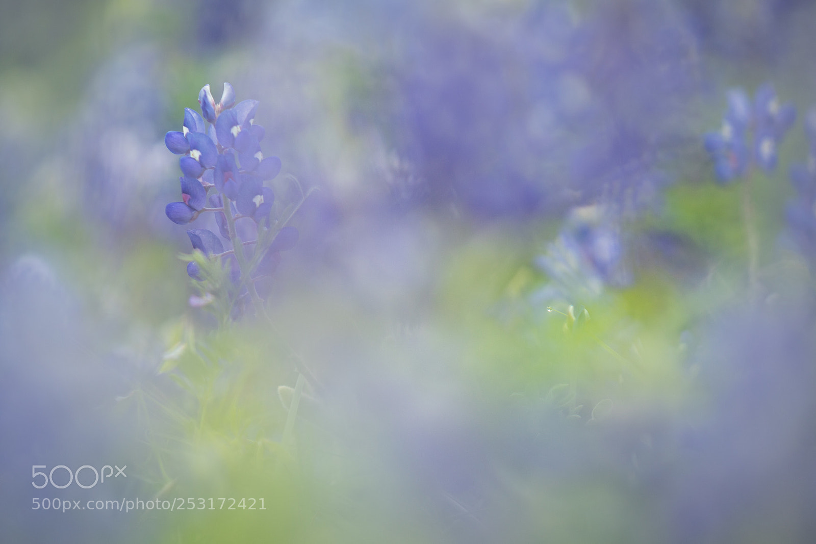 Sony a7R II sample photo. Bluebonnets  photography
