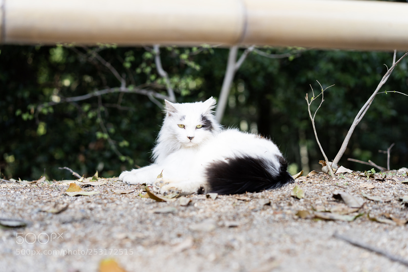 Sony a7 III sample photo. Queen photography
