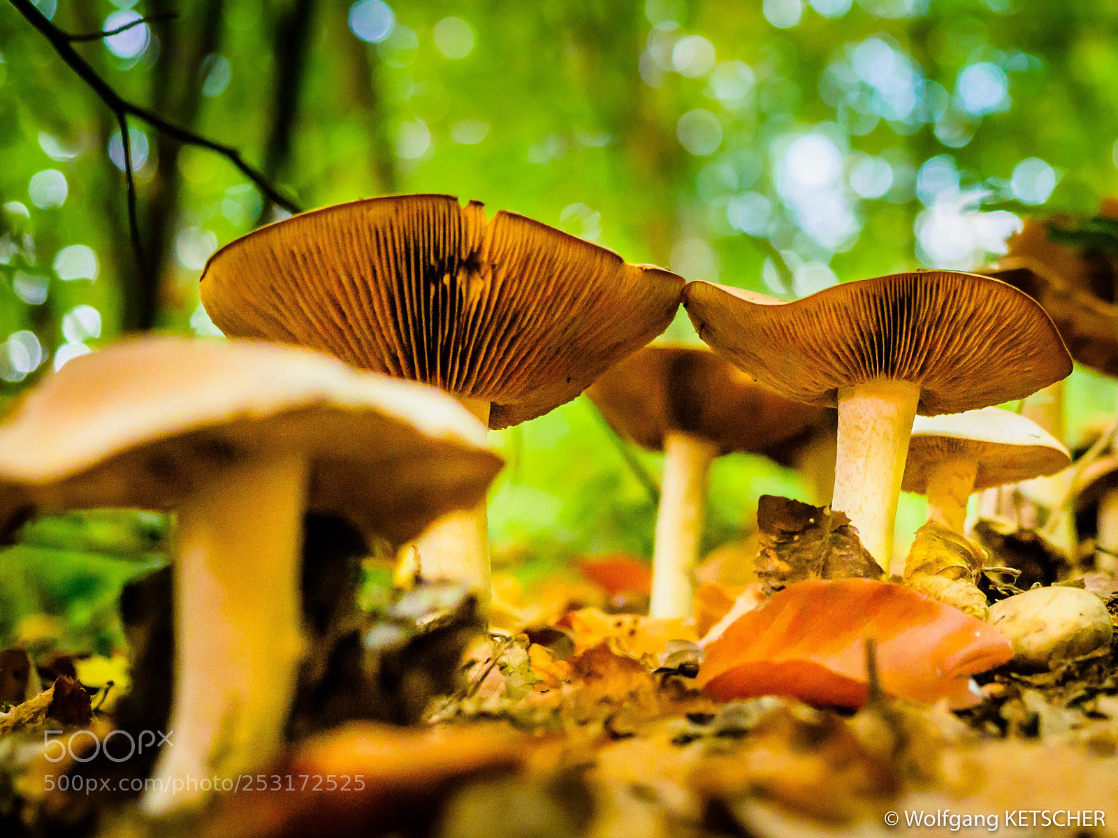 Olympus OM-D E-M1 Mark II sample photo. Forest mushrooms photography