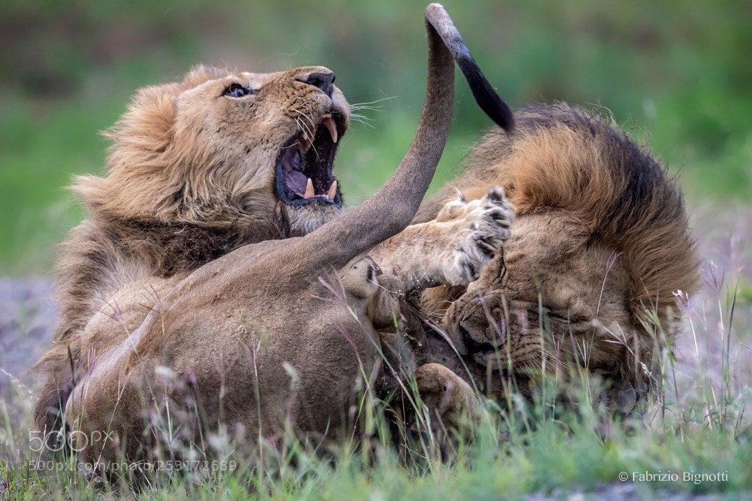 Nikon D5 sample photo. The fight photography
