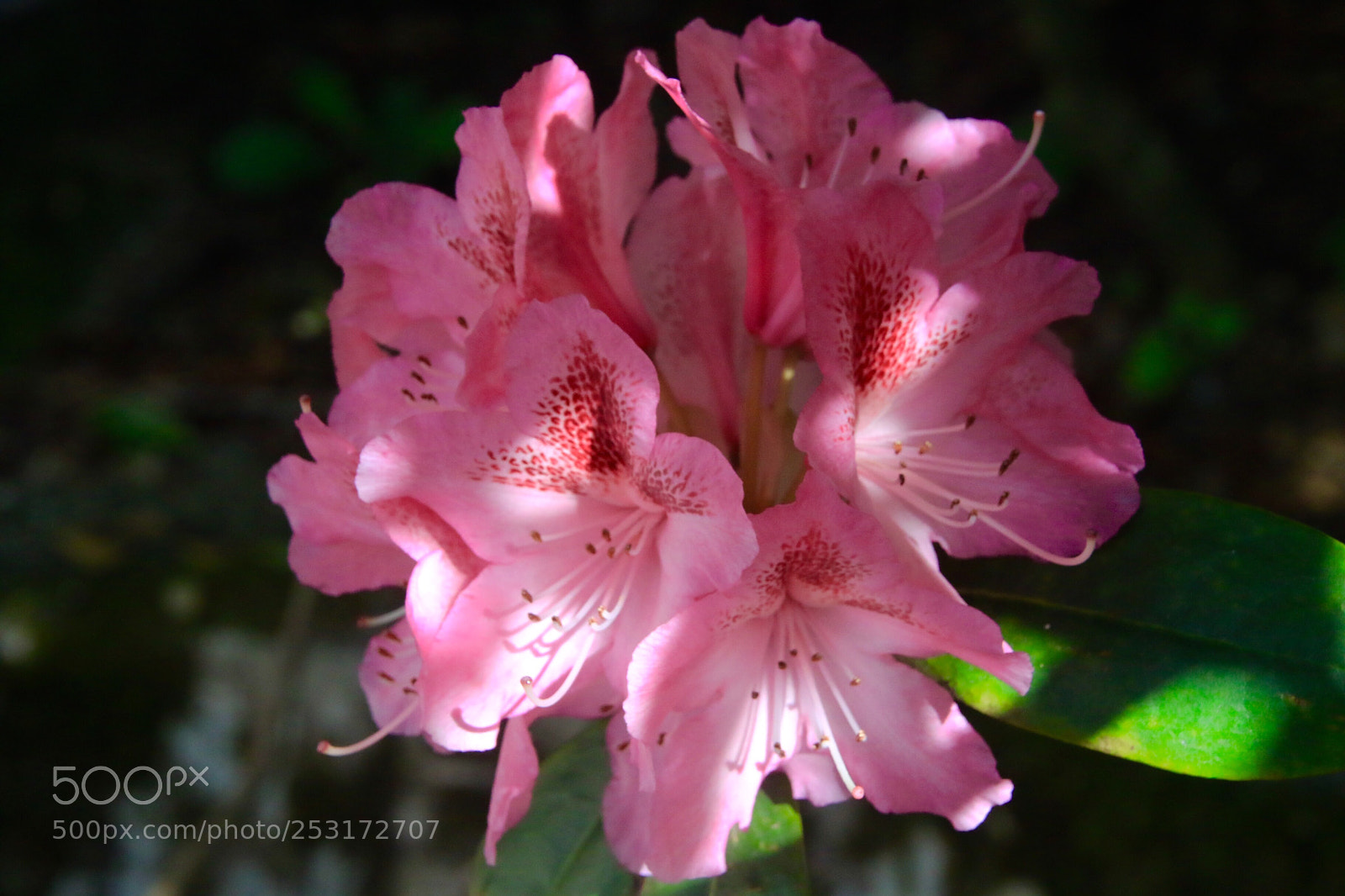 Canon EOS 7D Mark II sample photo. Flowers  photography