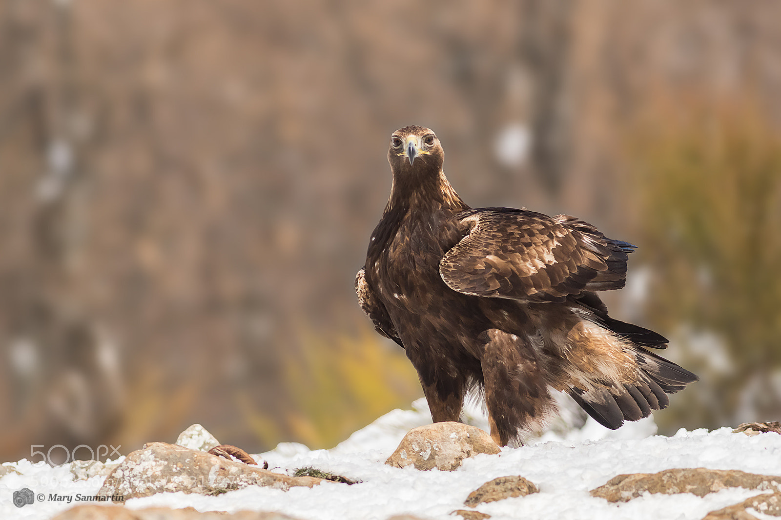 Canon EOS 7D Mark II sample photo. Águila real photography