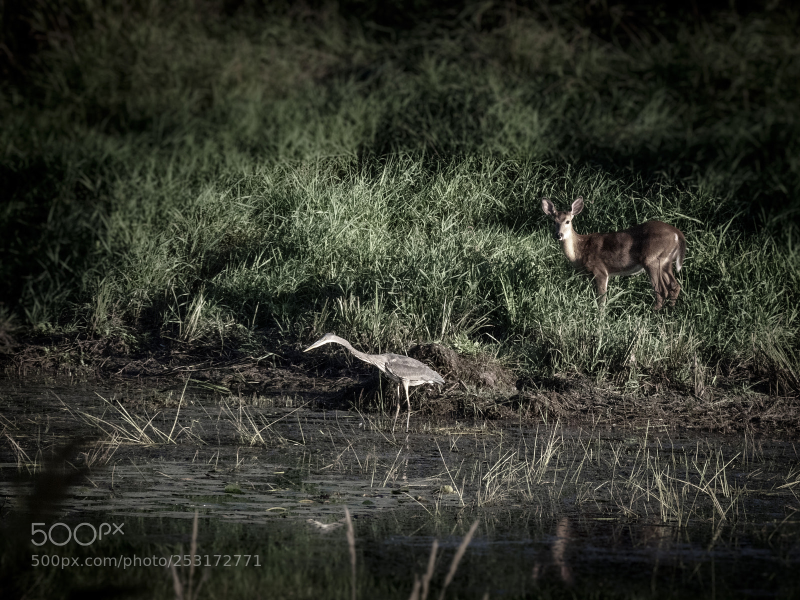 Olympus OM-D E-M1 sample photo. Wildlife in nature photography
