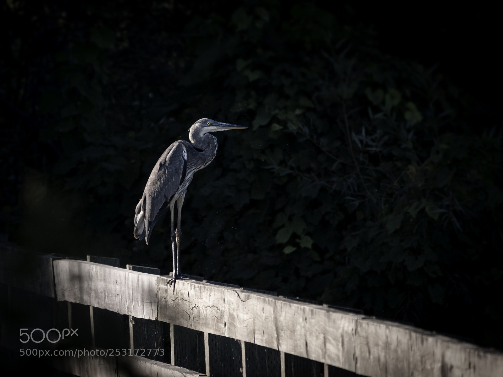 Olympus OM-D E-M1 sample photo. Wildlife in nature photography