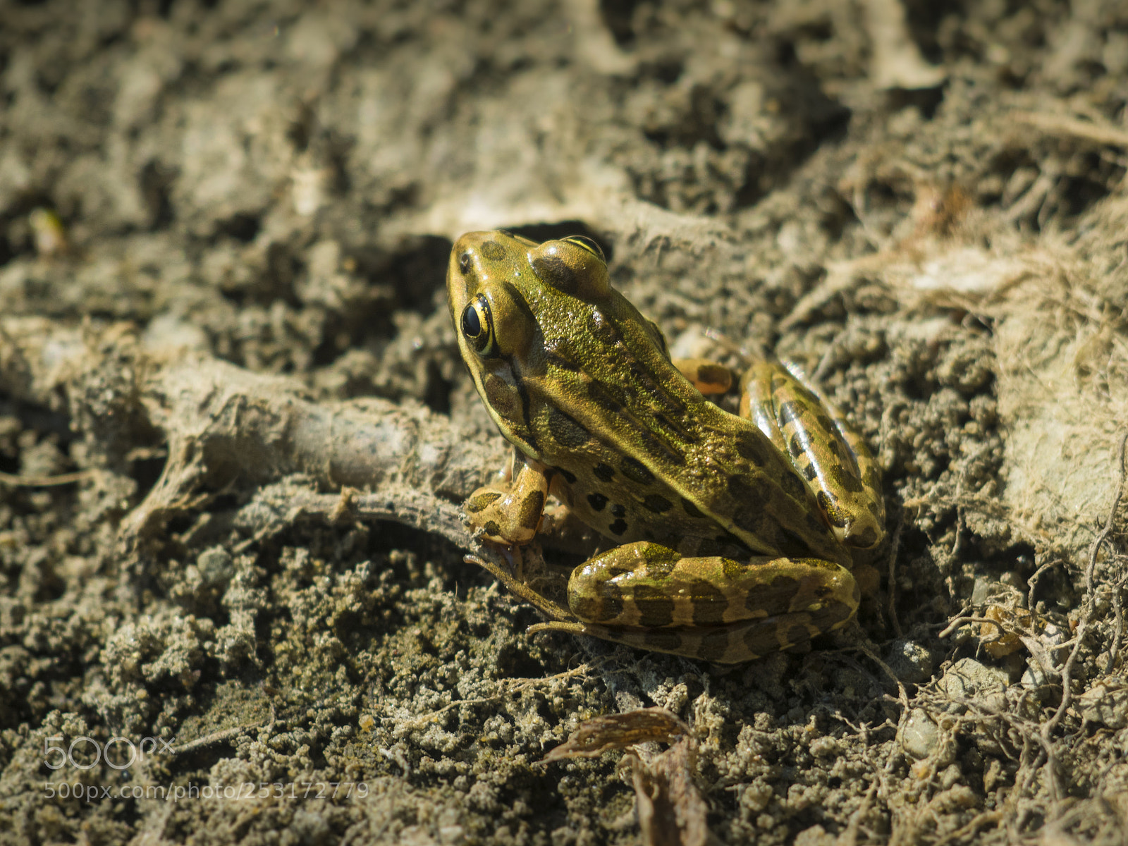 Olympus OM-D E-M1 sample photo. Wildlife in nature photography