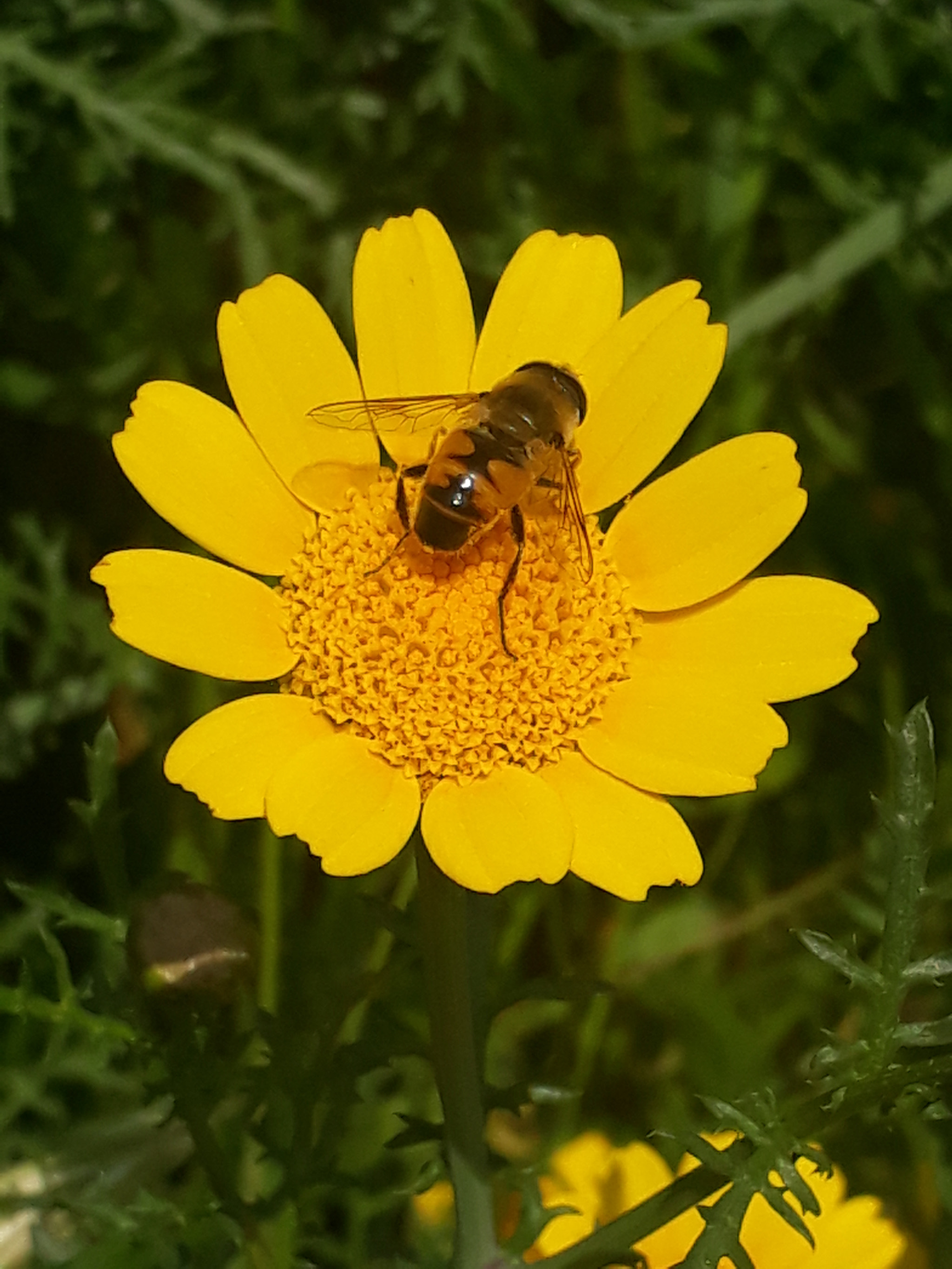 Samsung Galaxy A3(2017) sample photo. Bee flower love photography