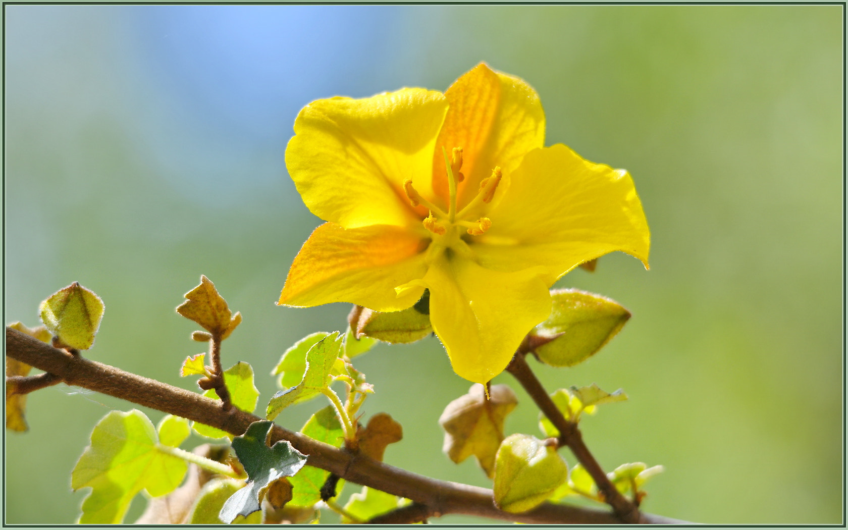 Sigma 120-400mm F4.5-5.6 DG OS HSM sample photo. Yellow factor flower photography