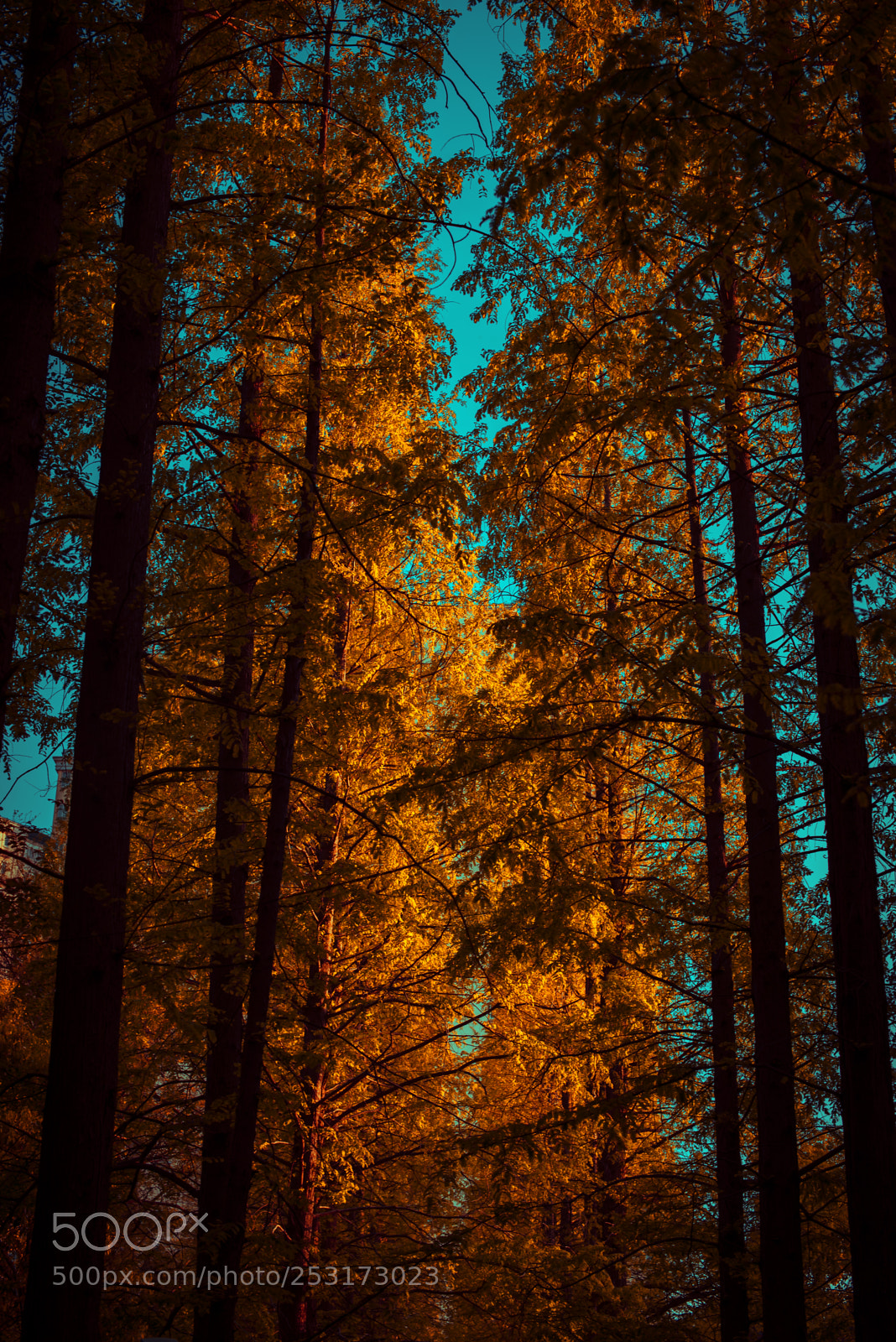 Nikon D750 sample photo. Glowing cypress photography