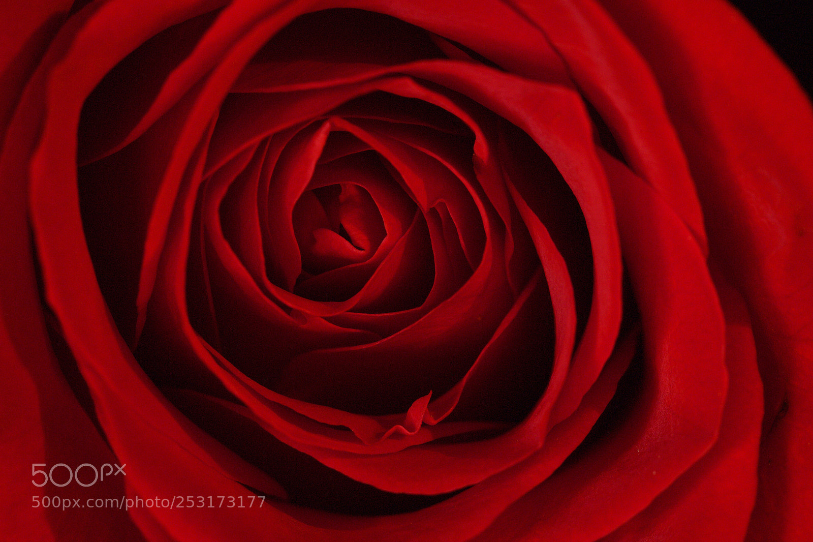 Canon EOS 650D (EOS Rebel T4i / EOS Kiss X6i) sample photo. A rose is ... photography