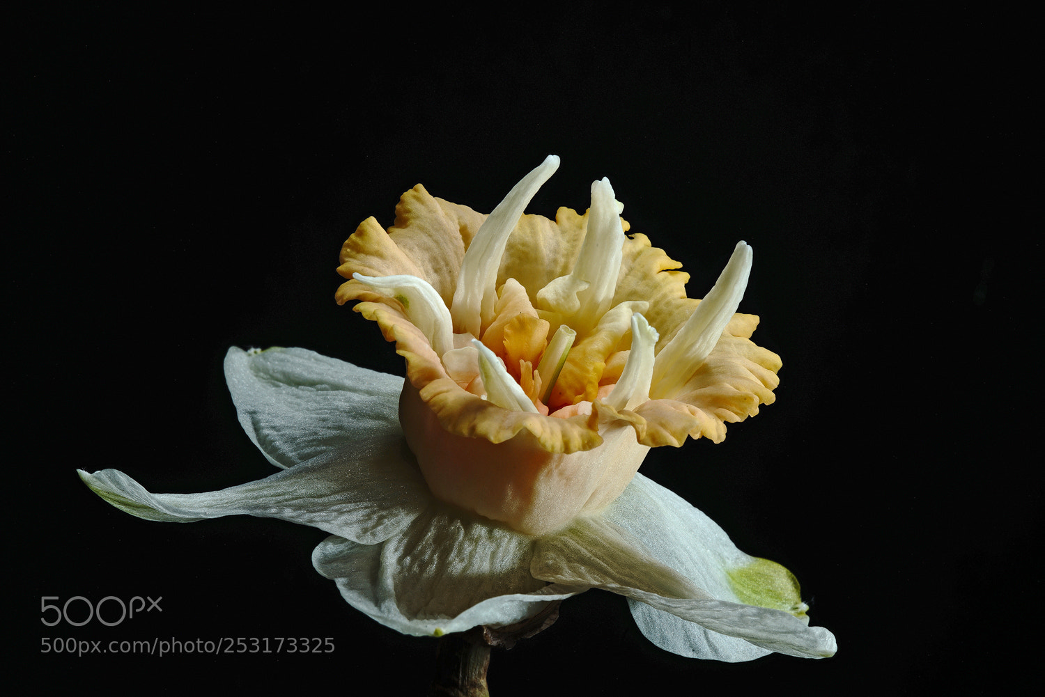 Sony a7R II sample photo. Horned daff photography