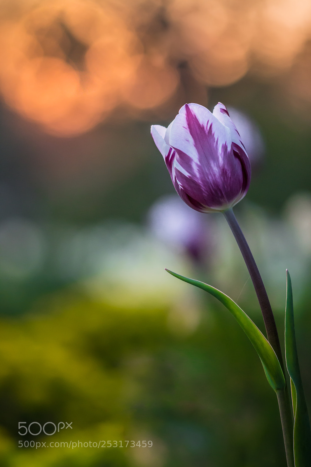 Canon EOS 700D (EOS Rebel T5i / EOS Kiss X7i) sample photo. Tulip photography