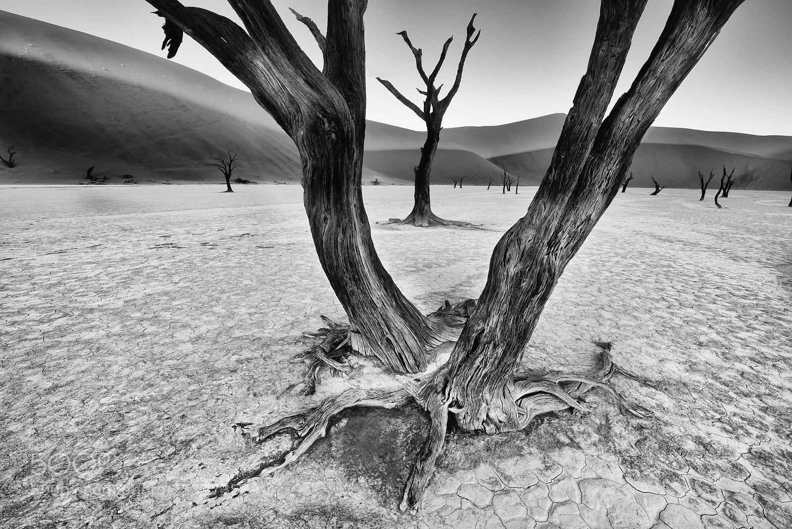 Nikon D800 sample photo. V in the vlei photography