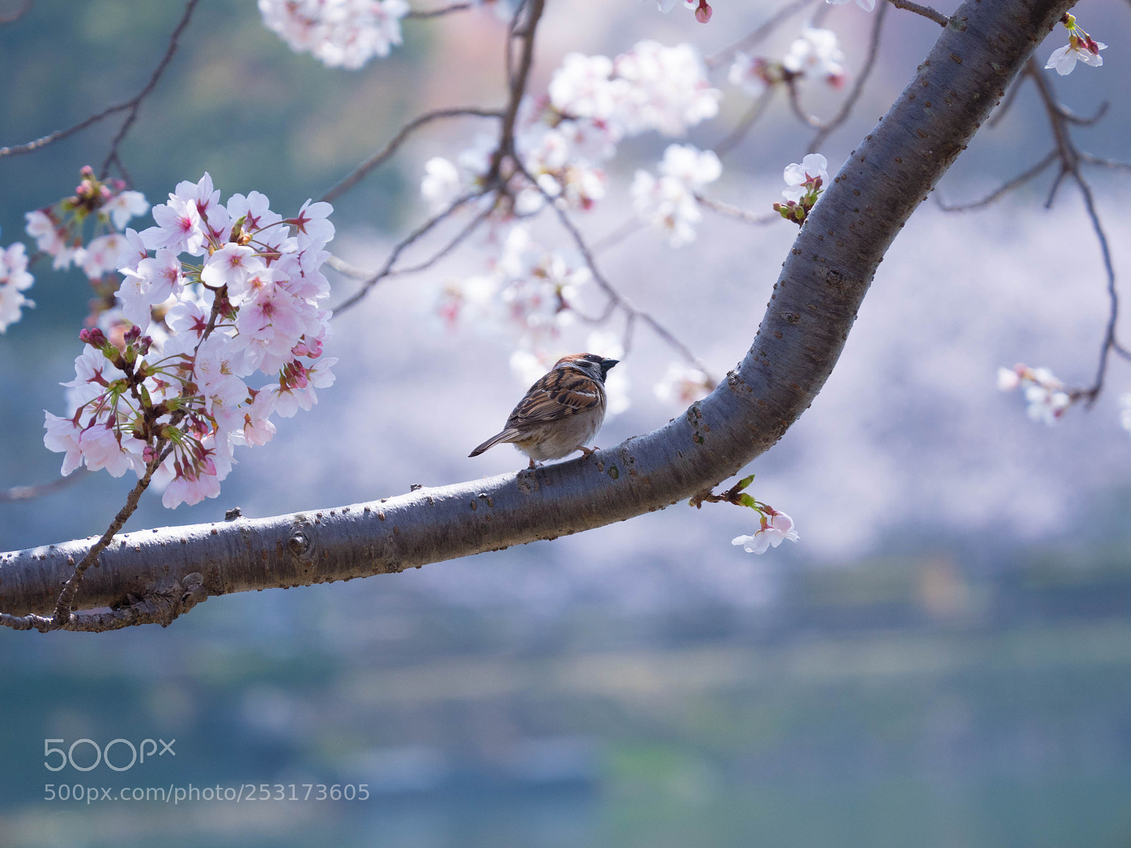 Panasonic Lumix DMC-GH4 sample photo. Ikedako photography