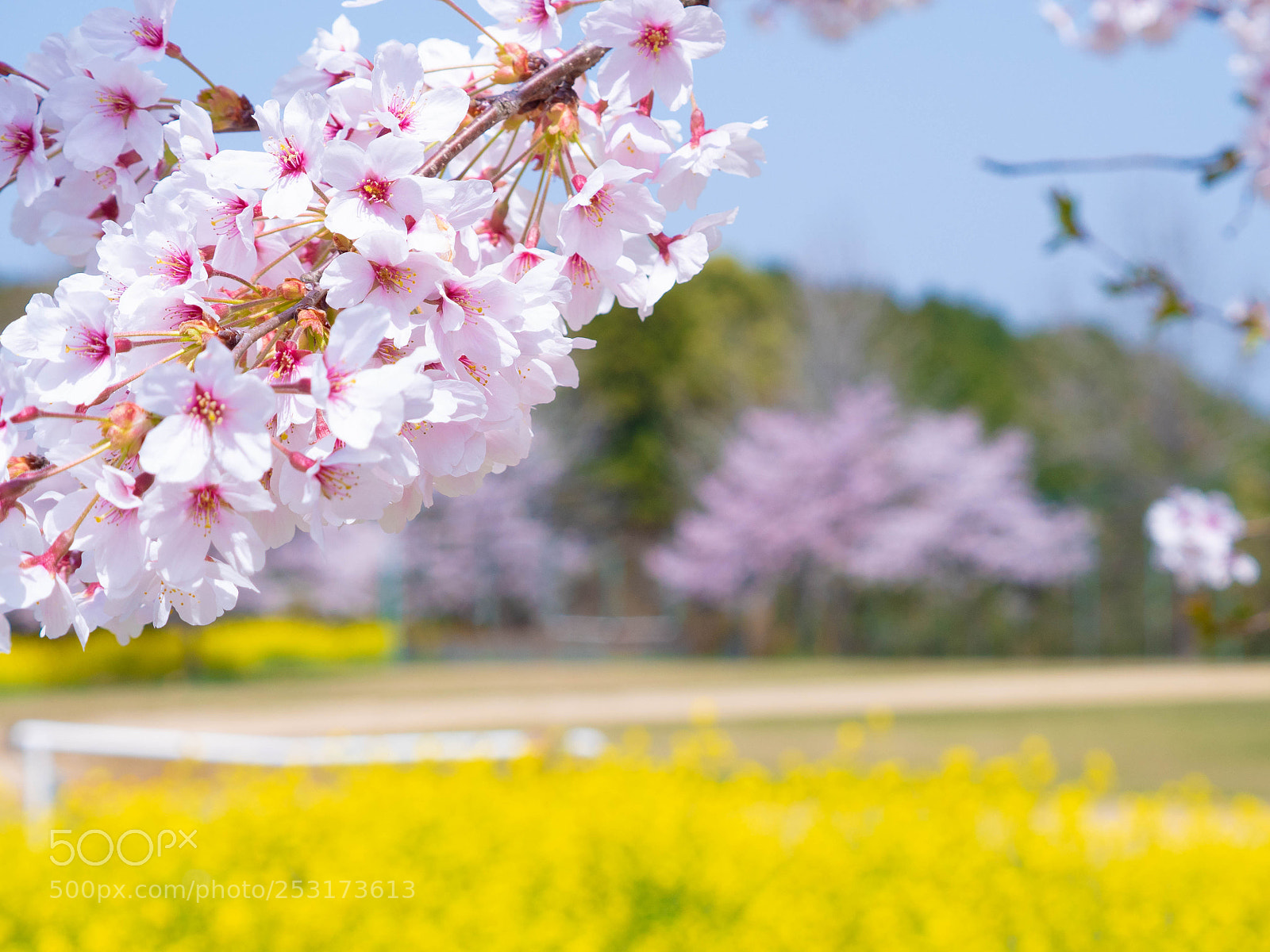 Panasonic Lumix DMC-GH4 sample photo. Spring scene photography