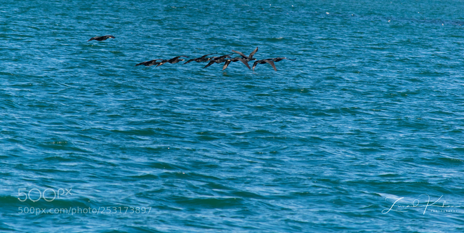 Nikon D3400 sample photo. Cormorants photography