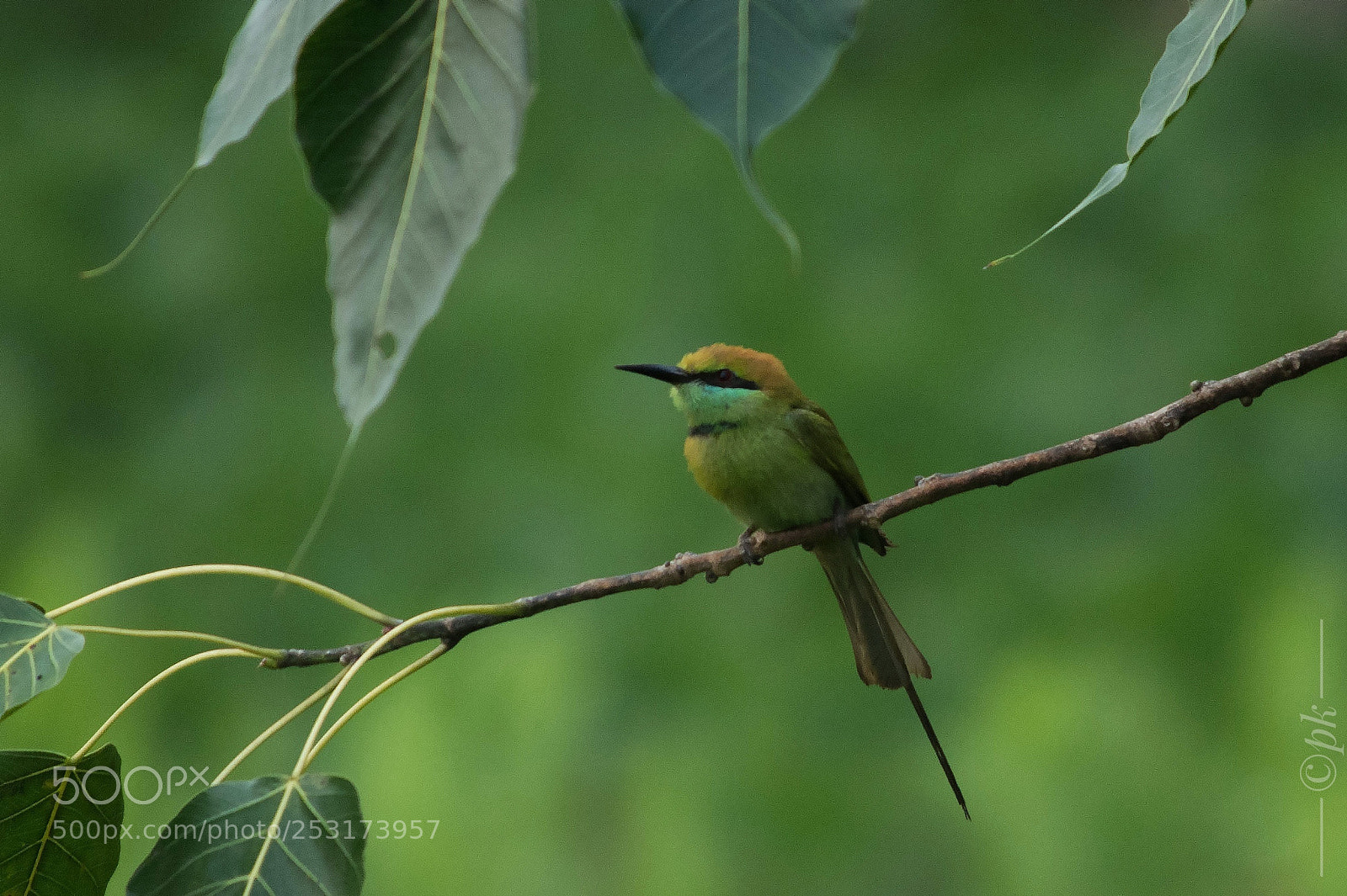 Nikon D7200 sample photo. Bee eater photography