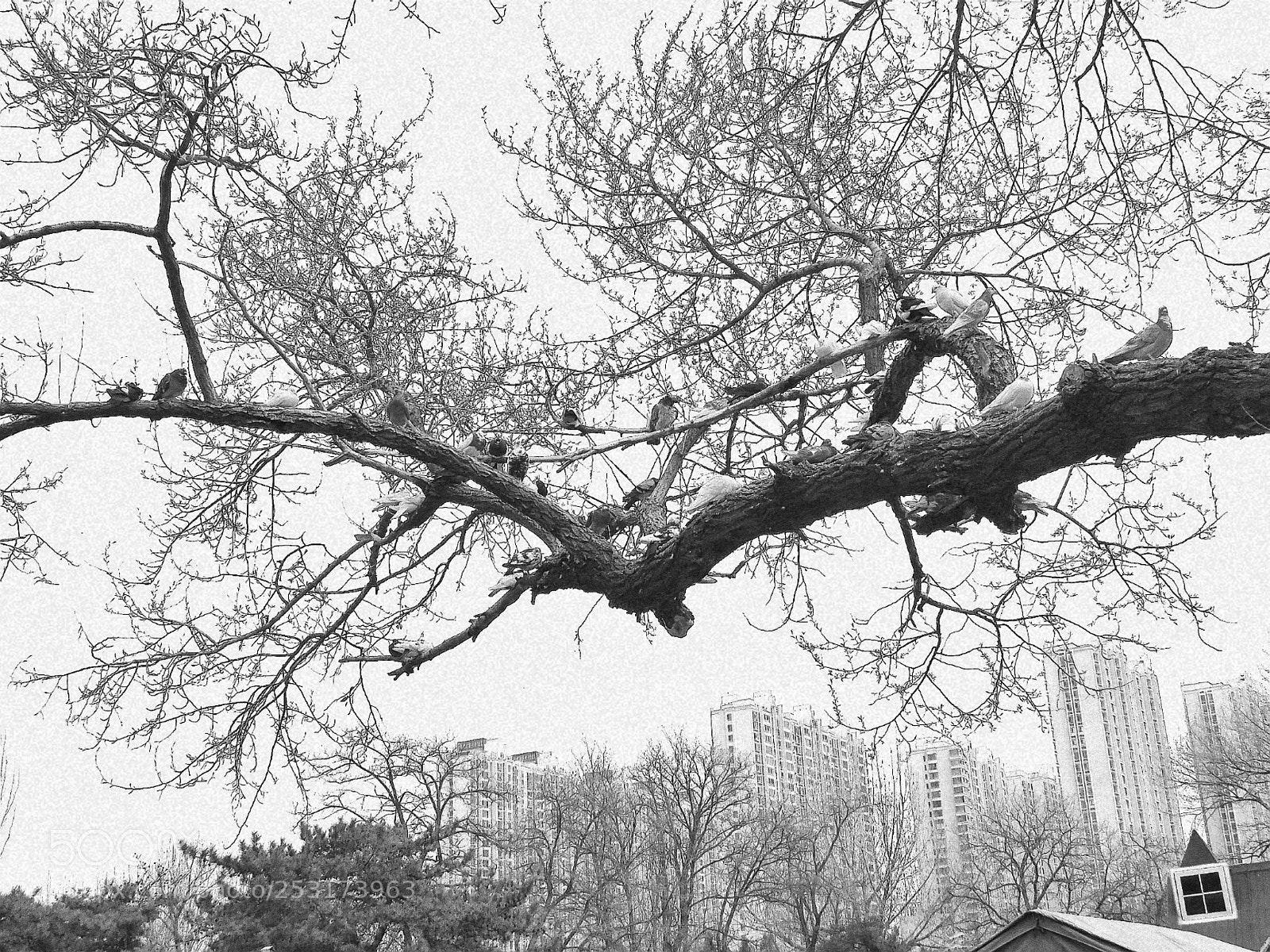 Canon PowerShot SX60 HS sample photo. 春意闹枝头 photography