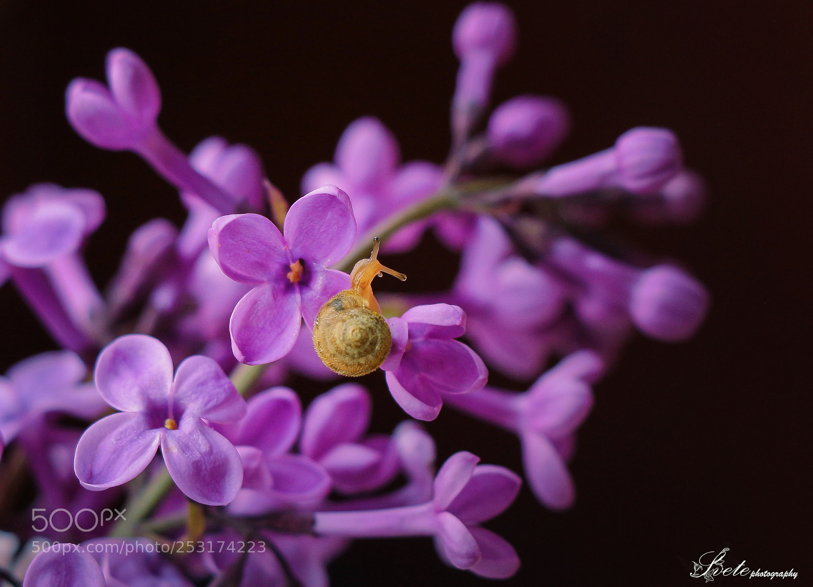 Canon EOS 700D (EOS Rebel T5i / EOS Kiss X7i) sample photo. Tiny snail on lilac photography