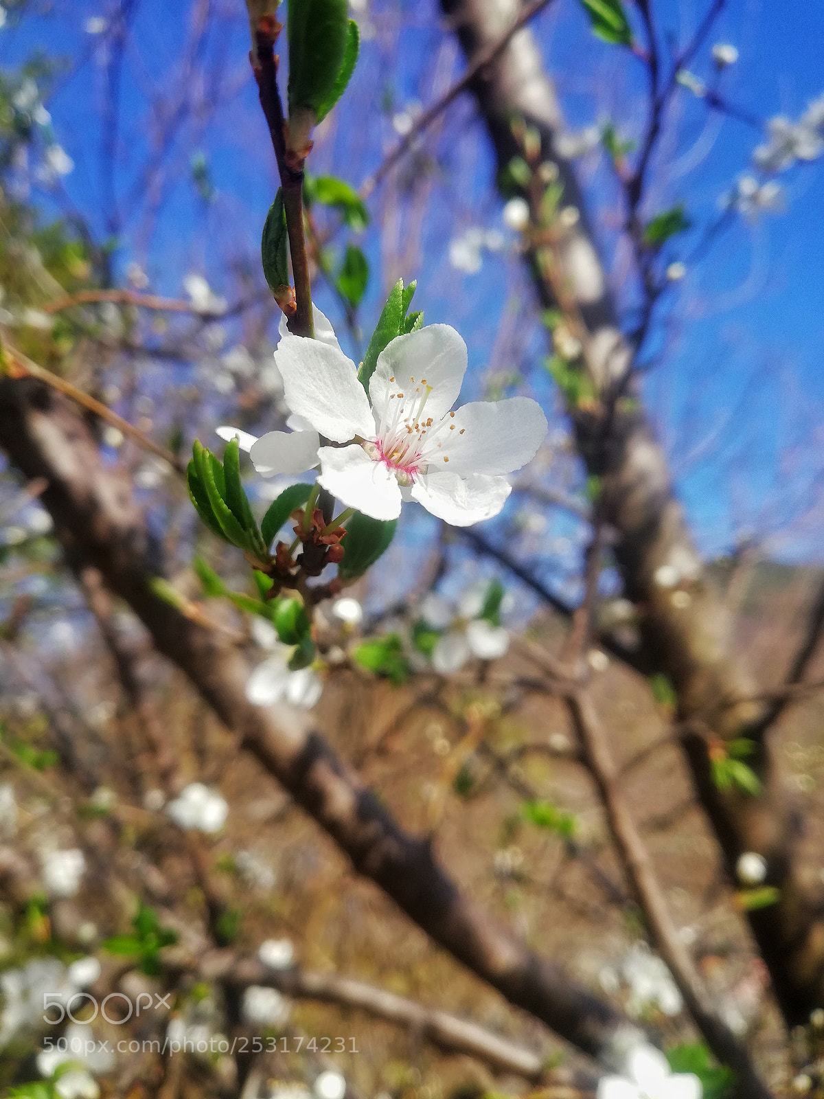 HUAWEI Mate 10 Lite sample photo. Untitled photography
