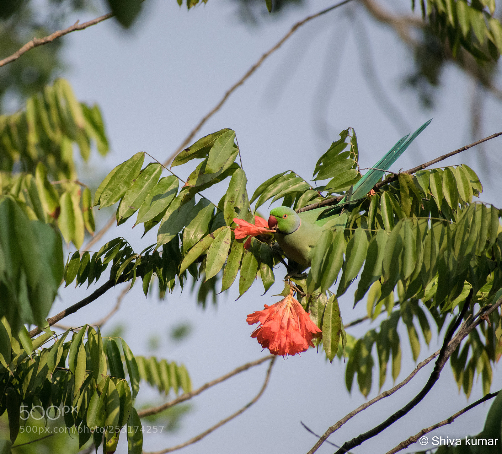 Nikon D3300 sample photo. Birds photography