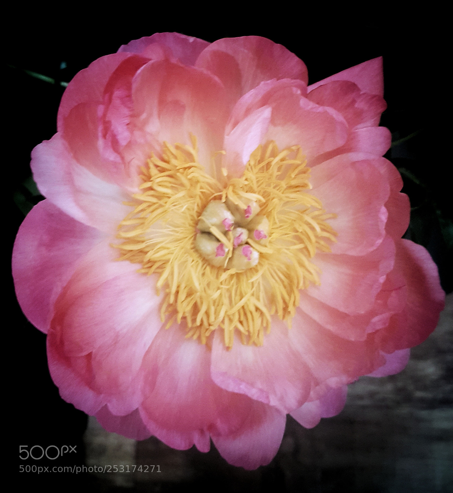 Samsung Galaxy S6 sample photo. • peony • photography