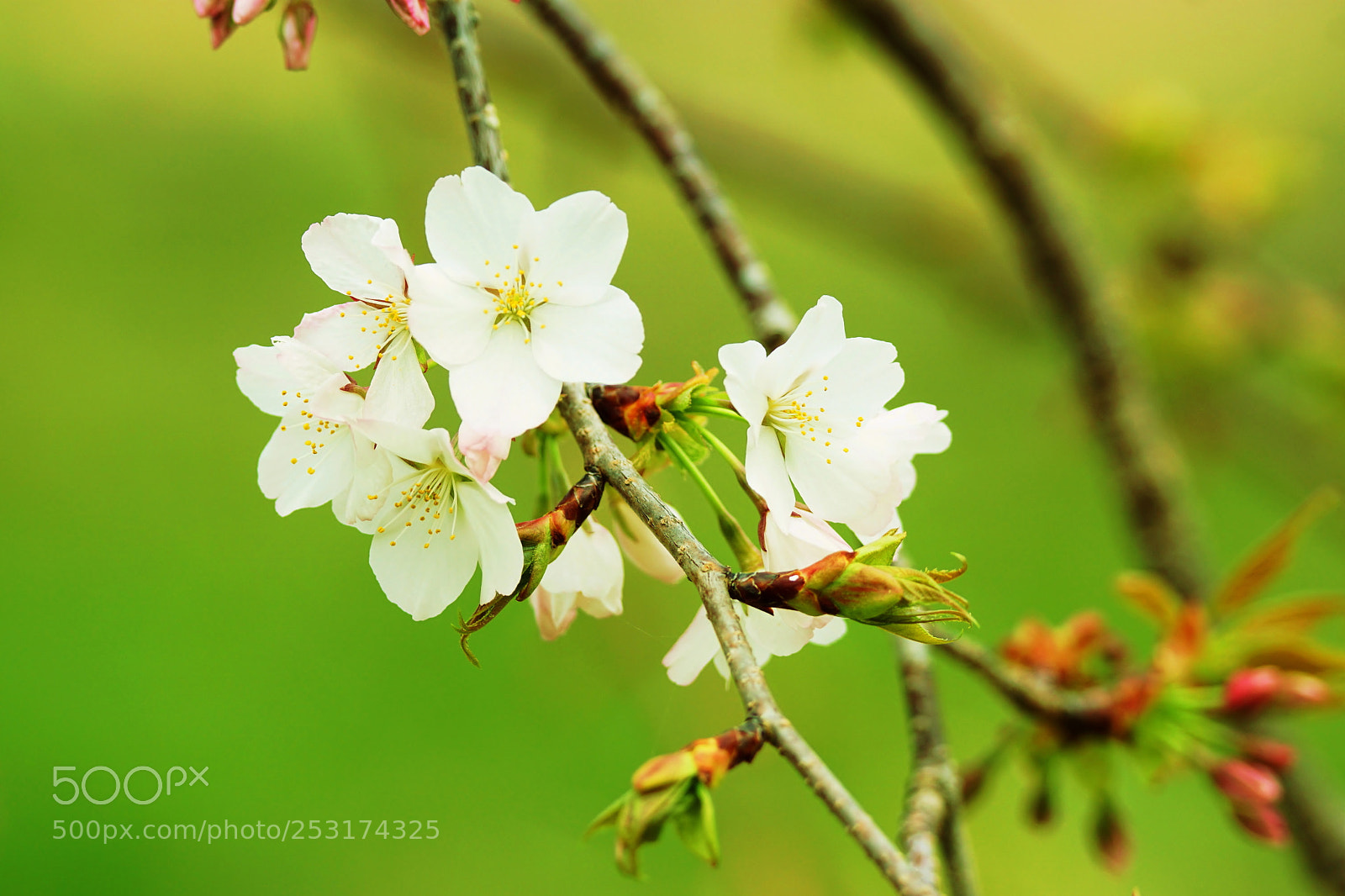 Sony ILCA-77M2 sample photo. (sakura) photography