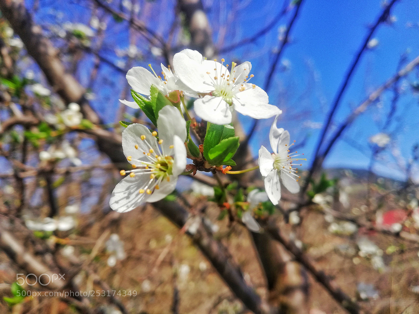 HUAWEI Mate 10 Lite sample photo. Untitled photography